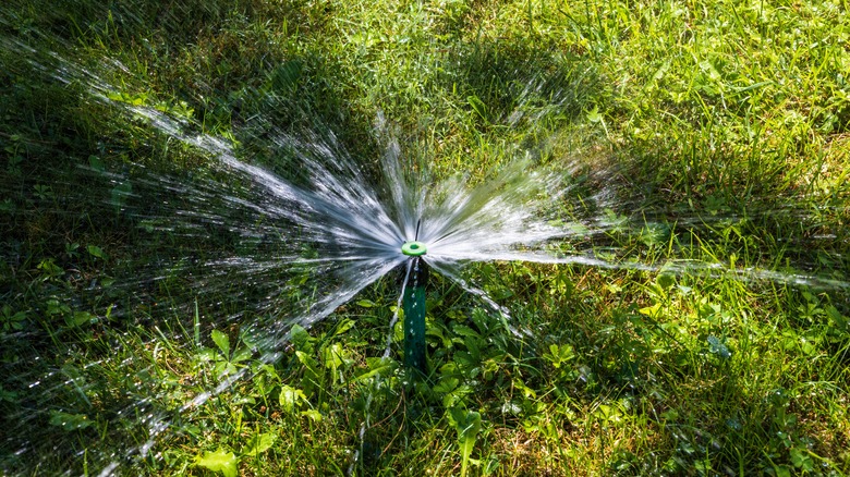 sprinkler in yard