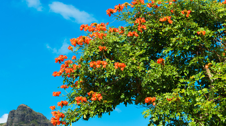 African Tulip tree