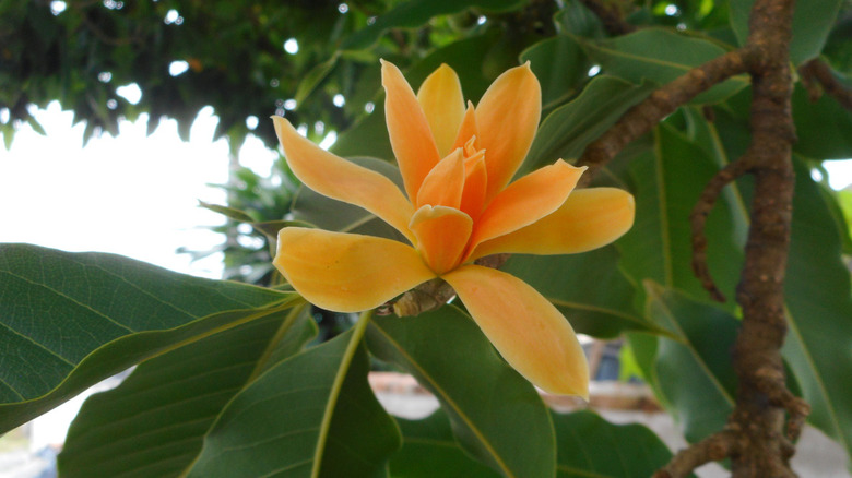 magnolia flower