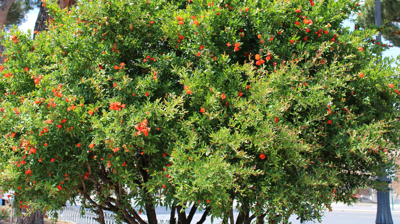 Pomegranate tree in bloom