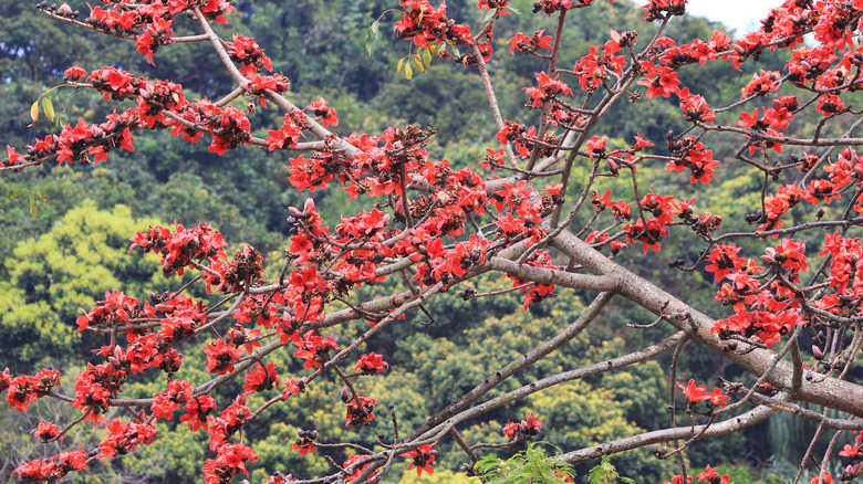  Red Silk Cotton Tree blossom