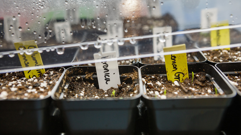 Germination tray covered with plastic