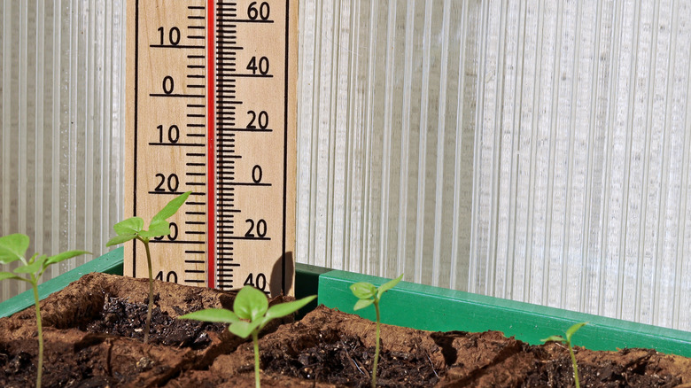 Soil thermometer in germination tray