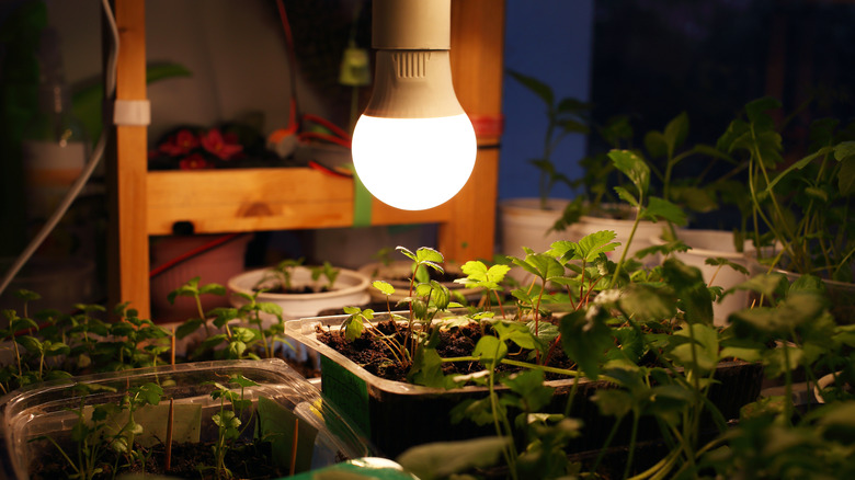 Seedlings under a light bulb