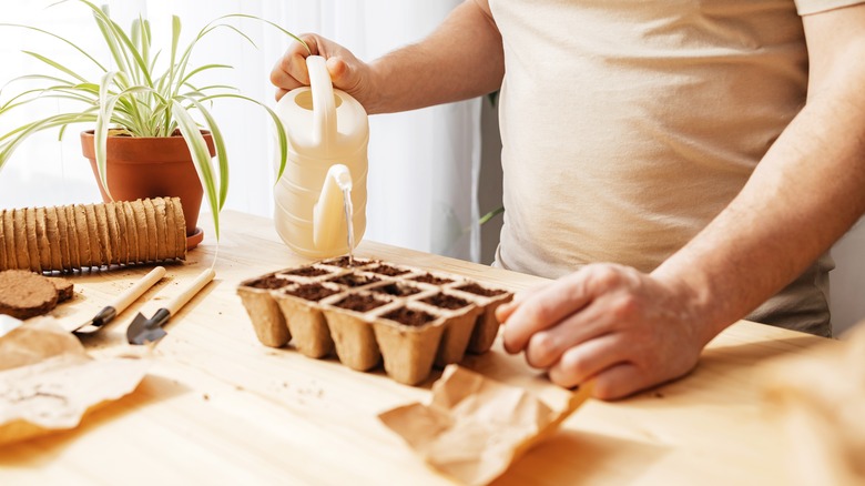 Watering seeds in germination tray