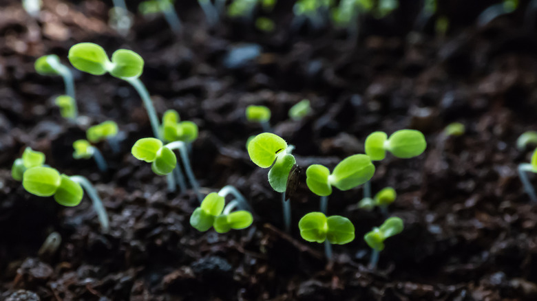 Newly germinated seedlings