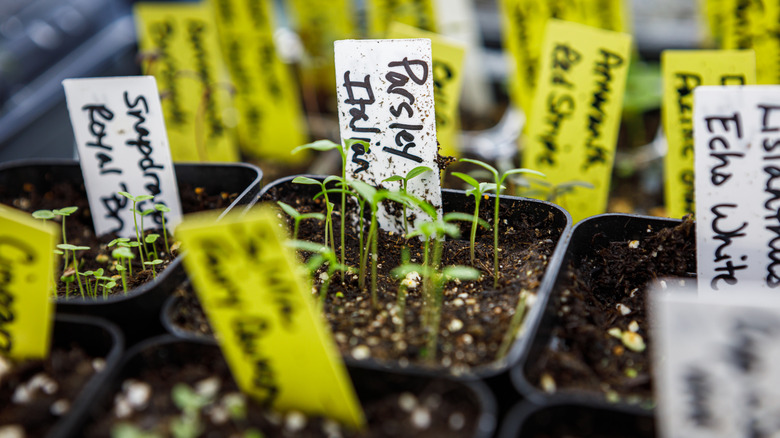 Labelled germination containers