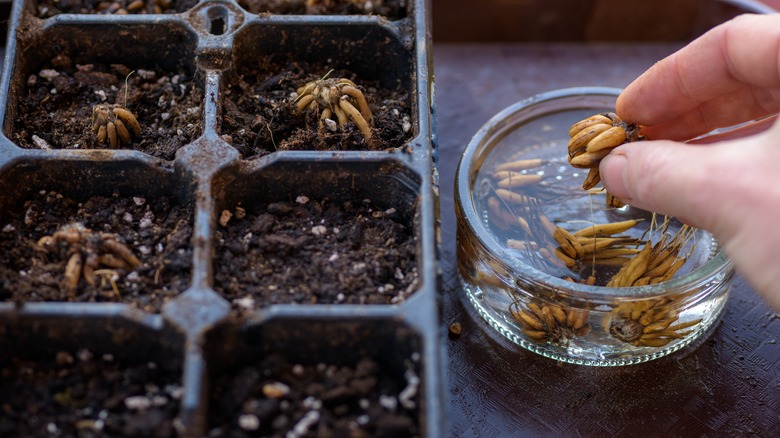 Person planting presoaked seeds