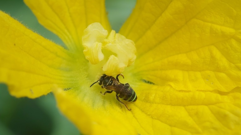 Alkali bee on yellow flower