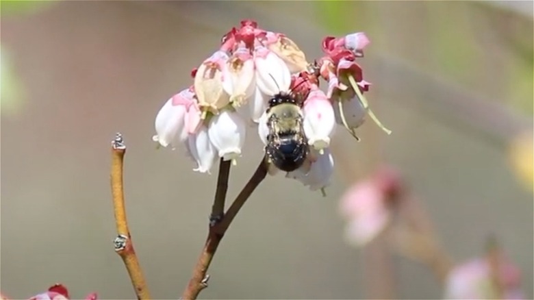 Blueberry bee on blueberry flowers