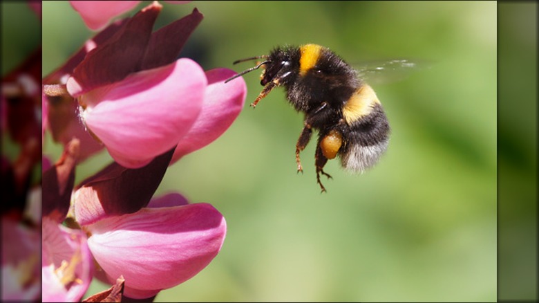 Bumblebee flying around pink flower