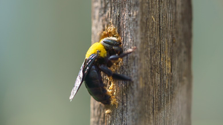 Carpenter drilling into wood