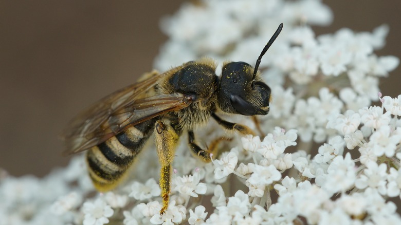 Great-band furrow bee on flower