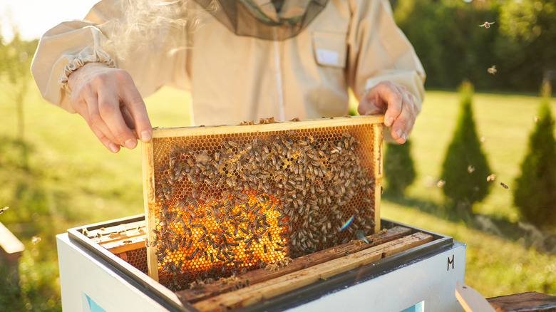 Beekeeper with honeybees