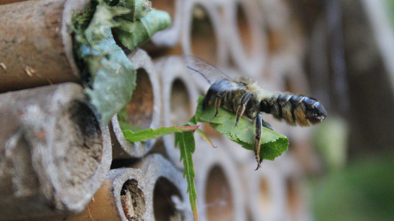 Leaf cutter bee nesting