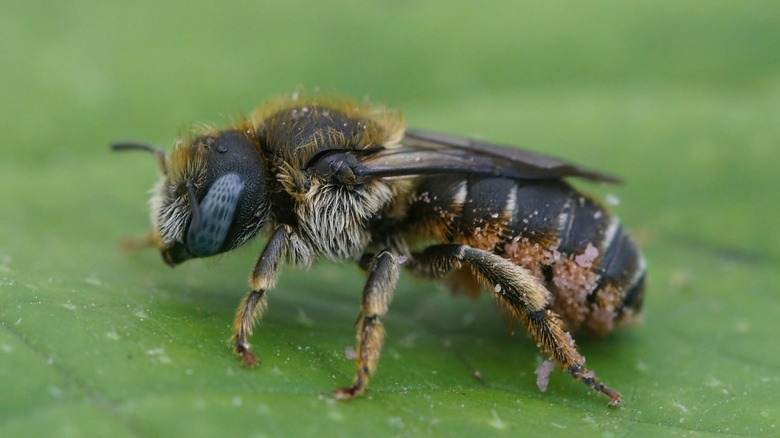 Mason bee on a leaf