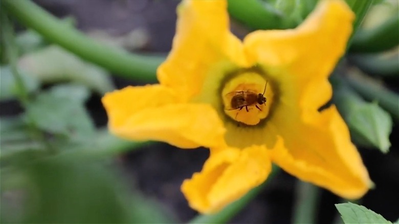 Squash bee on squash flower