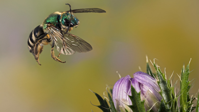 Virescent green metallic bees flying