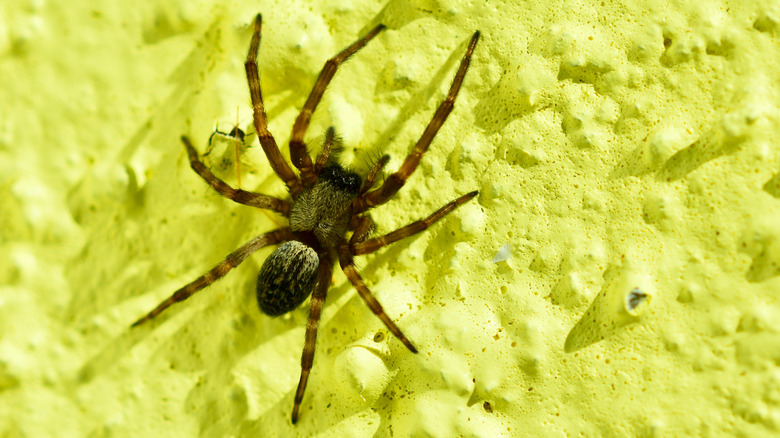 american house spider on yellow wall