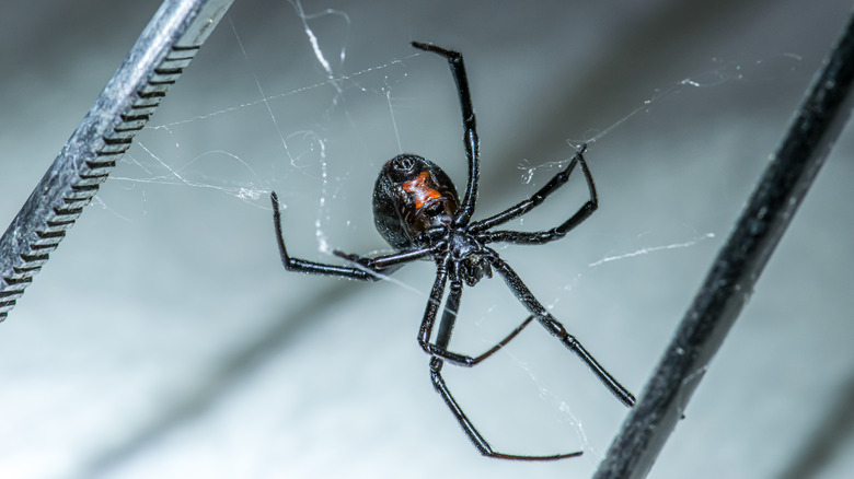 black widow spider in web