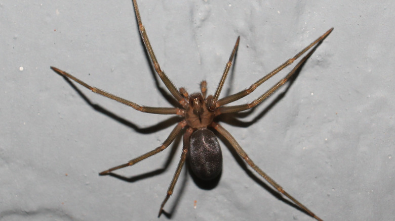 brown recluse spider on wall