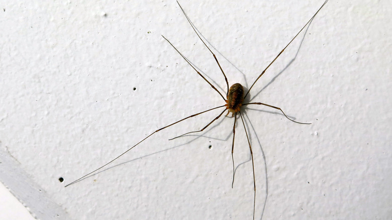 daddy long legs on wall