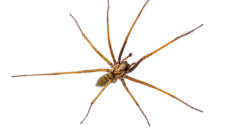 hobo spider on white background