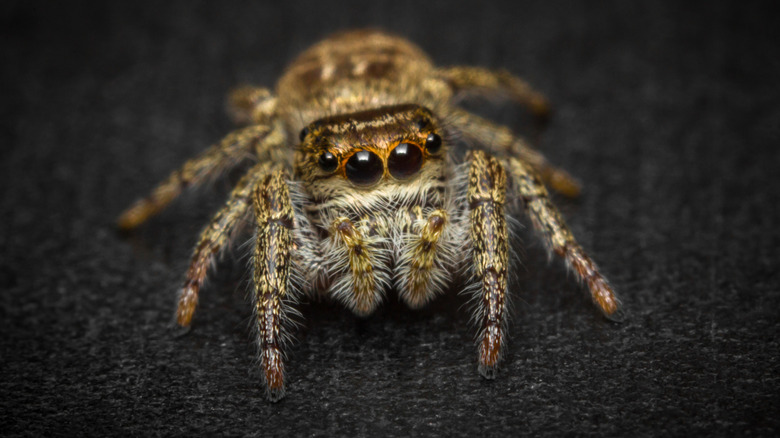 jumping spider close-up