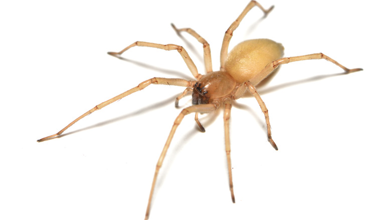 sac spider on white background