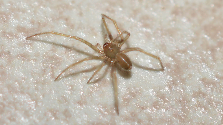 Southern house spider on wall