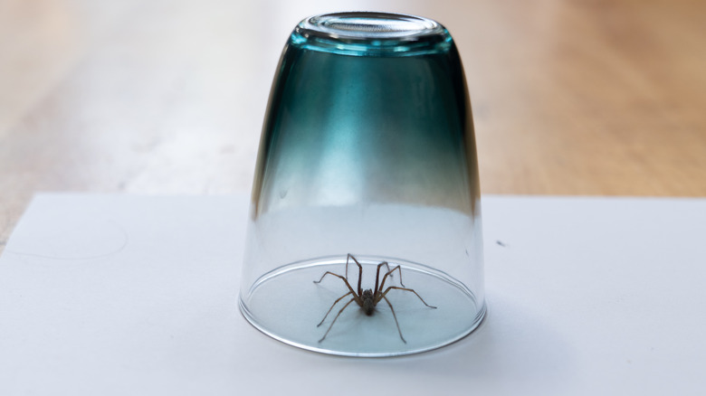 spider trapped under glass cup