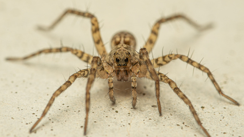 wolf spider close-up