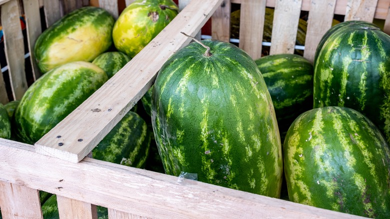 Carolina Cross watermelon