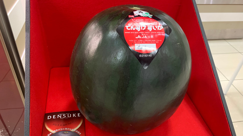 Densuke Japanese watermelon