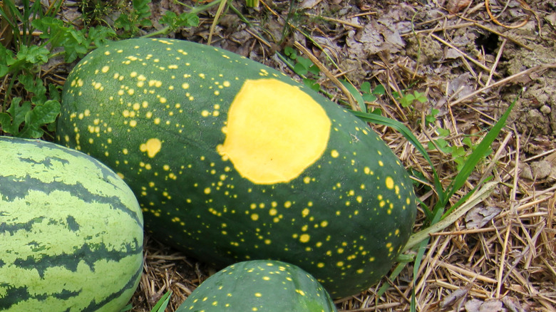 Moon & Stars watermelons