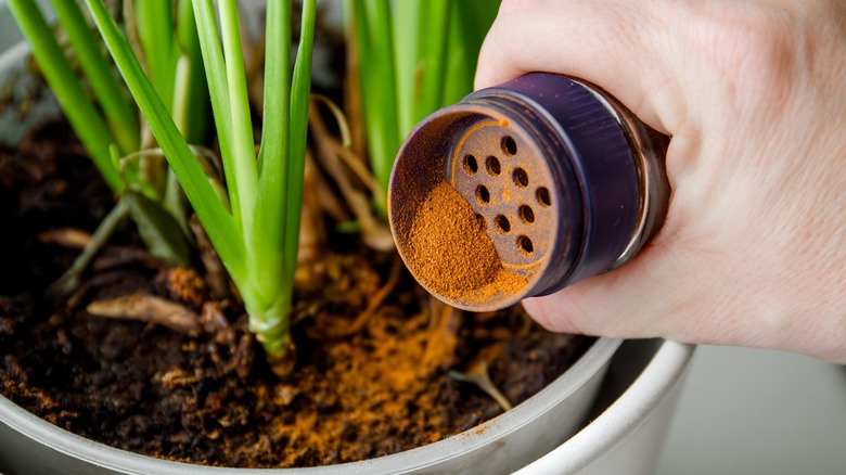 Cinnamon sprinkled on soil