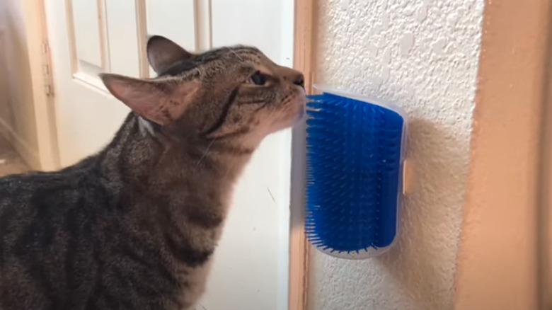 cat grooming itself on brush