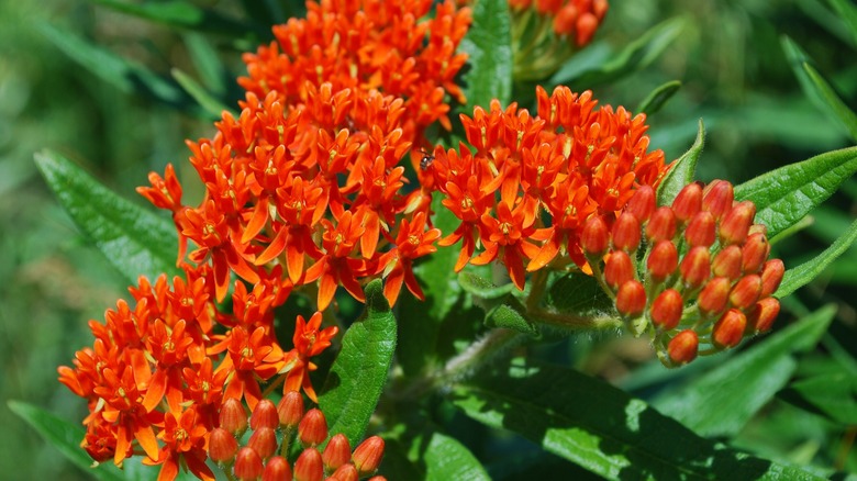 butterfly milkweed with leaves