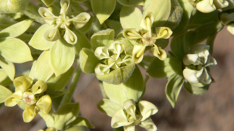 close-up of desert milkweed