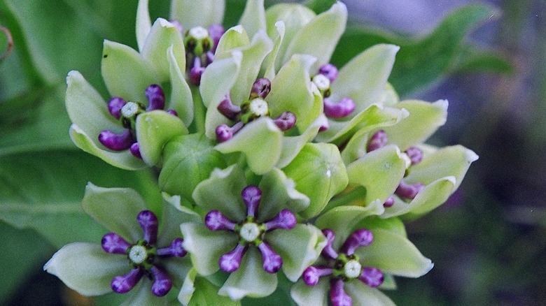 green milkweed with flowers