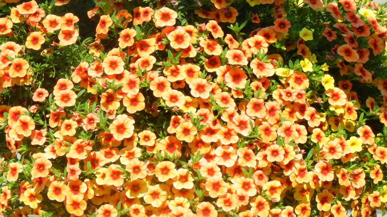 Million Bells® Mounding Terra Cotta flowers