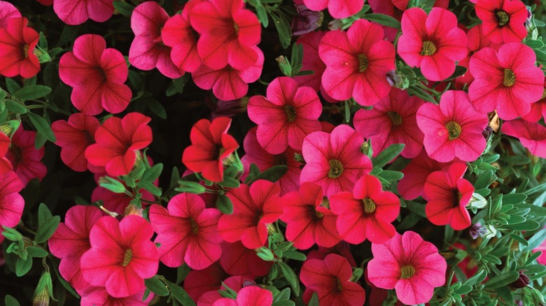 Million Bells® Trailing Magenta flowers