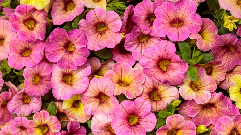Superbells Magic™ Pink Lemonade flowers