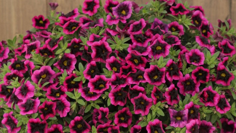 Superbells® Blackcurrant Punch flowers