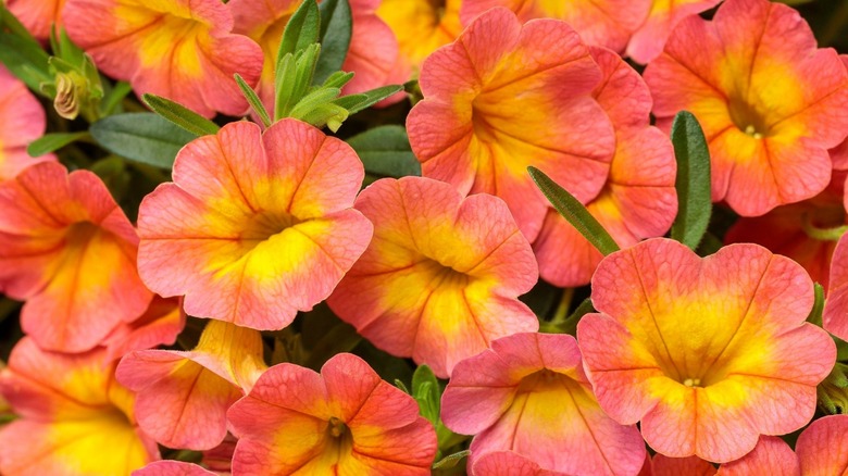 Superbells® Coral Sun flowers