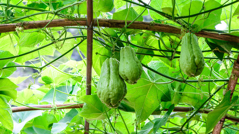 Chayote on trellis