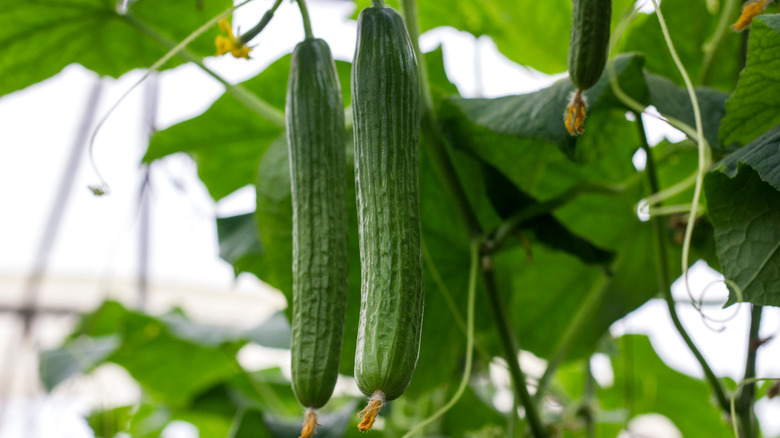 Cucumbers on trellis