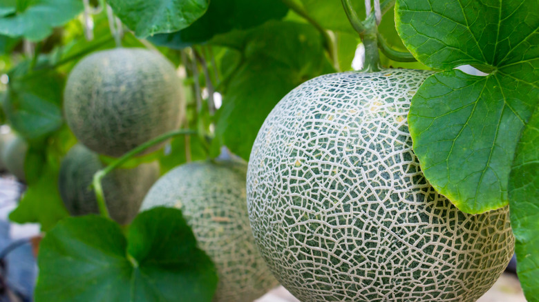 Large melons on trellis