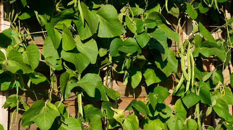 Pole beans on fence