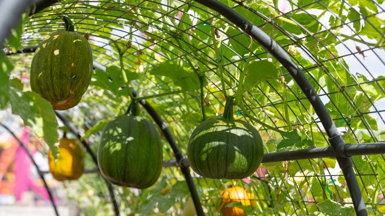 Pumpkins on arch trellis